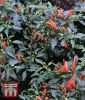 Peperoni "Chili Demon Red F1" - Capsicum frutescens